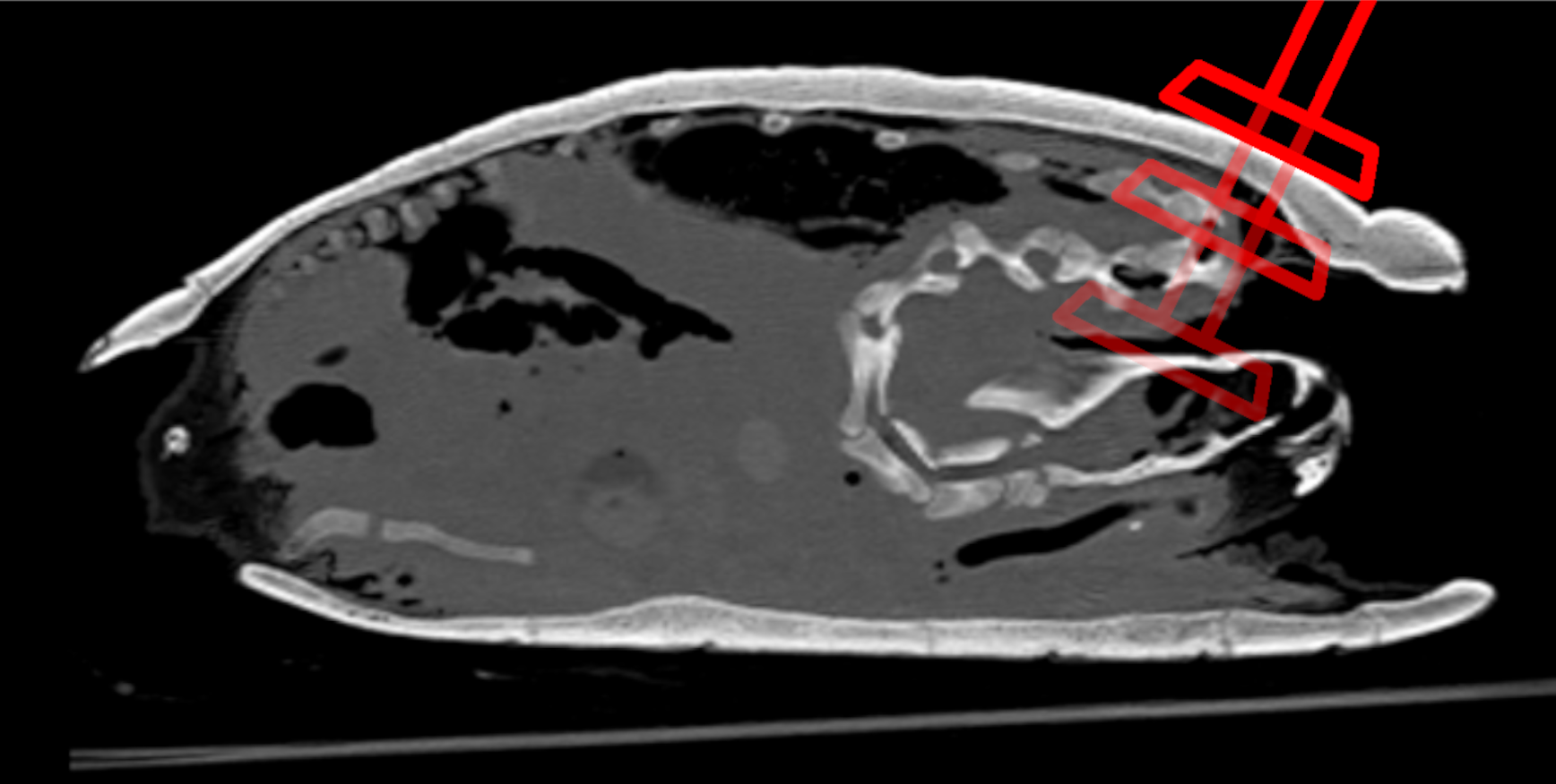 Méthode de mise à mort des tortues de Floride : exigences éthiques et solutions